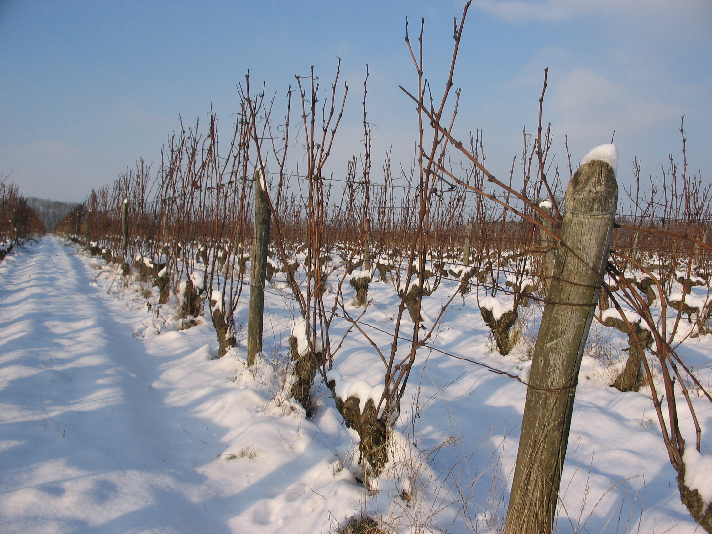 Domaine des Roy vineyard under the snow