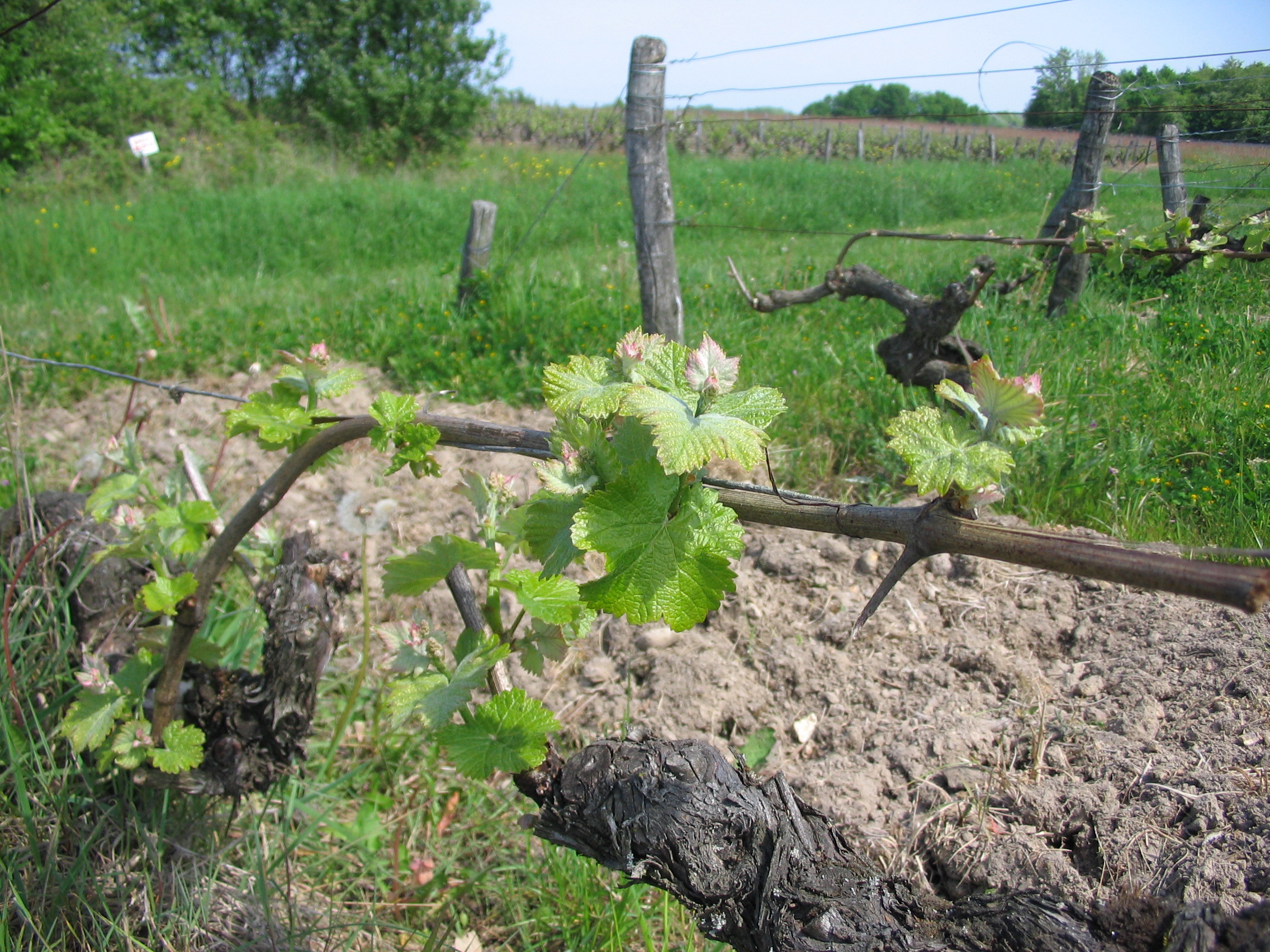 Awakening of the vine in spring