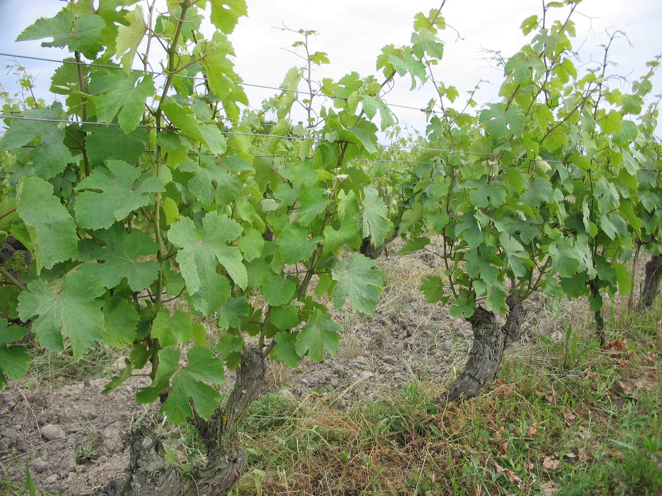 Vineyard landscape in Pontlevoy