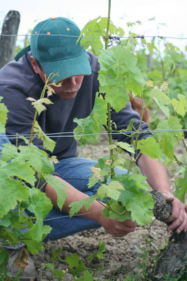 Manual work in the vineyard by Yohann Boutin