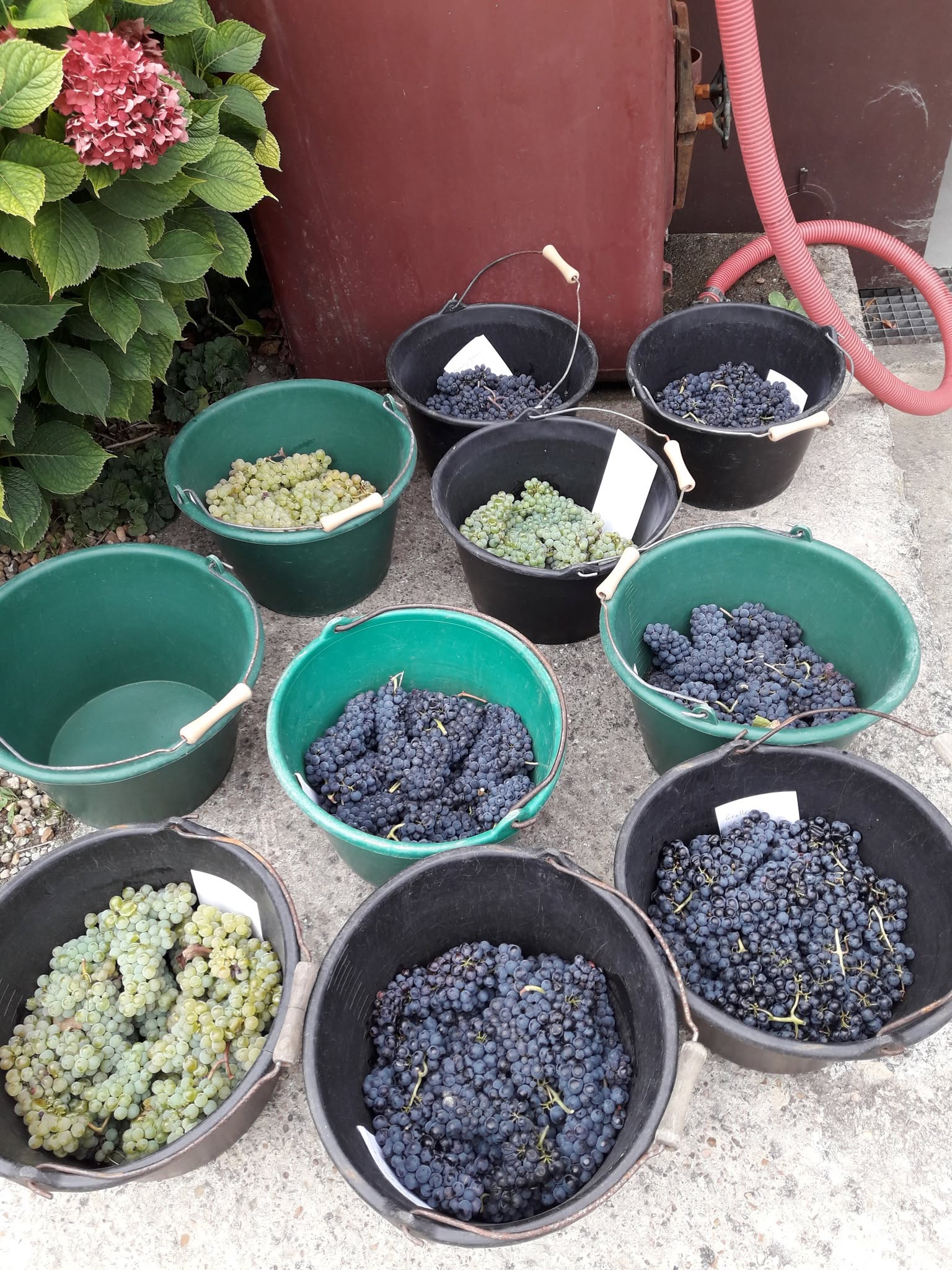 Grape tasting