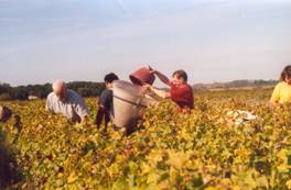 Manual harvesting team at Domaine des Roy