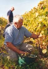 Manual grape sorting in buckets